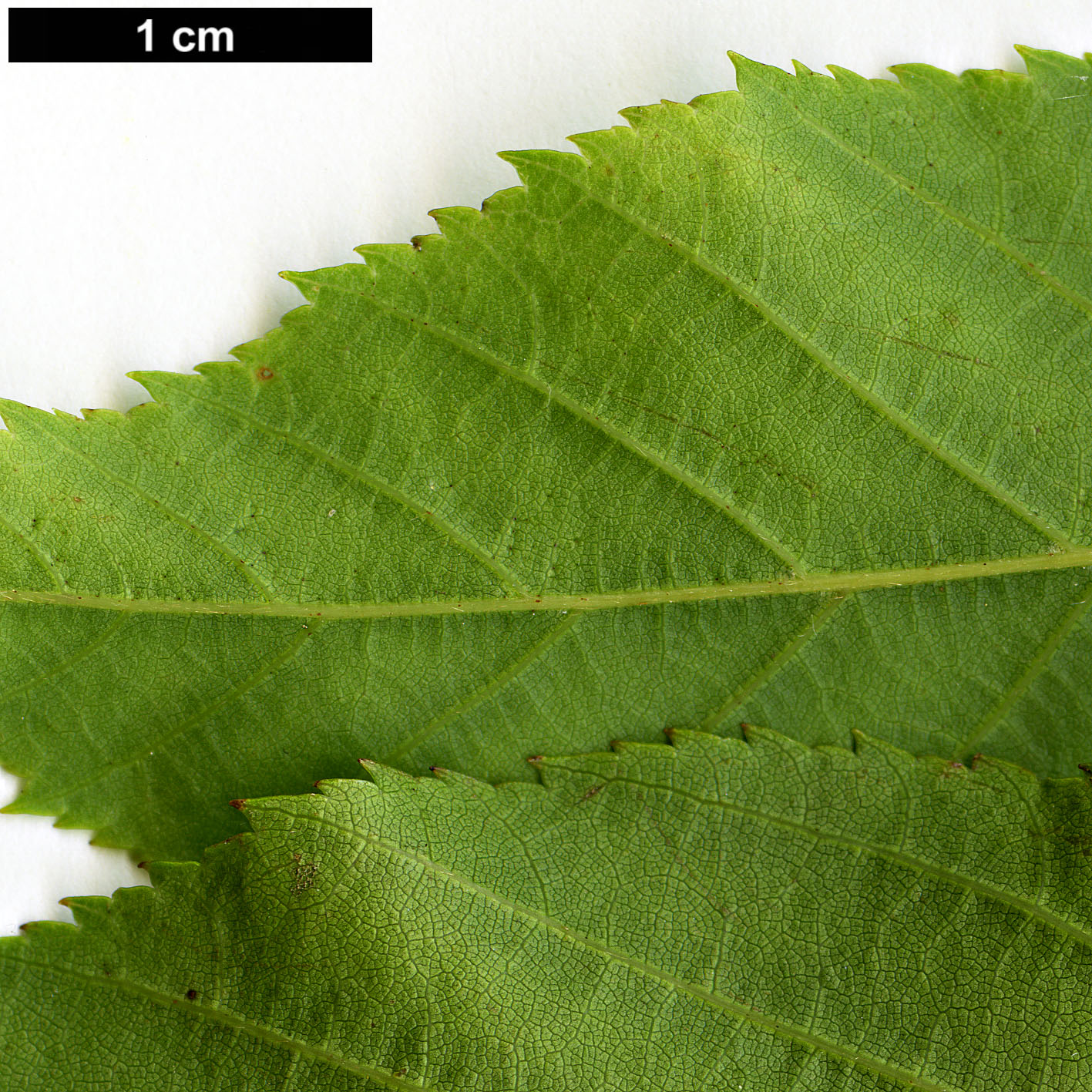 High resolution image: Family: Betulaceae - Genus: Carpinus - Taxon: londoniana